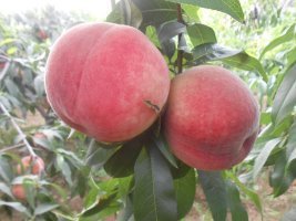 嫁接桃樹苗大量出售桃樹苗 嫁接桃樹苗批發(fā)