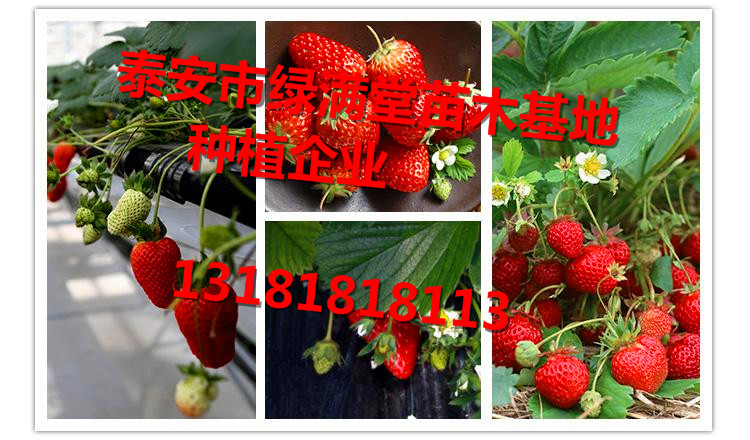 草莓苗-草莓苗介紹-草莓苗種植企業(yè)