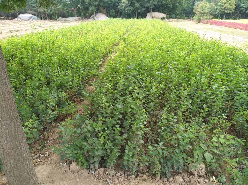 西安丁香價(jià)格－金海園藝場(chǎng)丁香－西安丁香批發(fā)價(jià)格