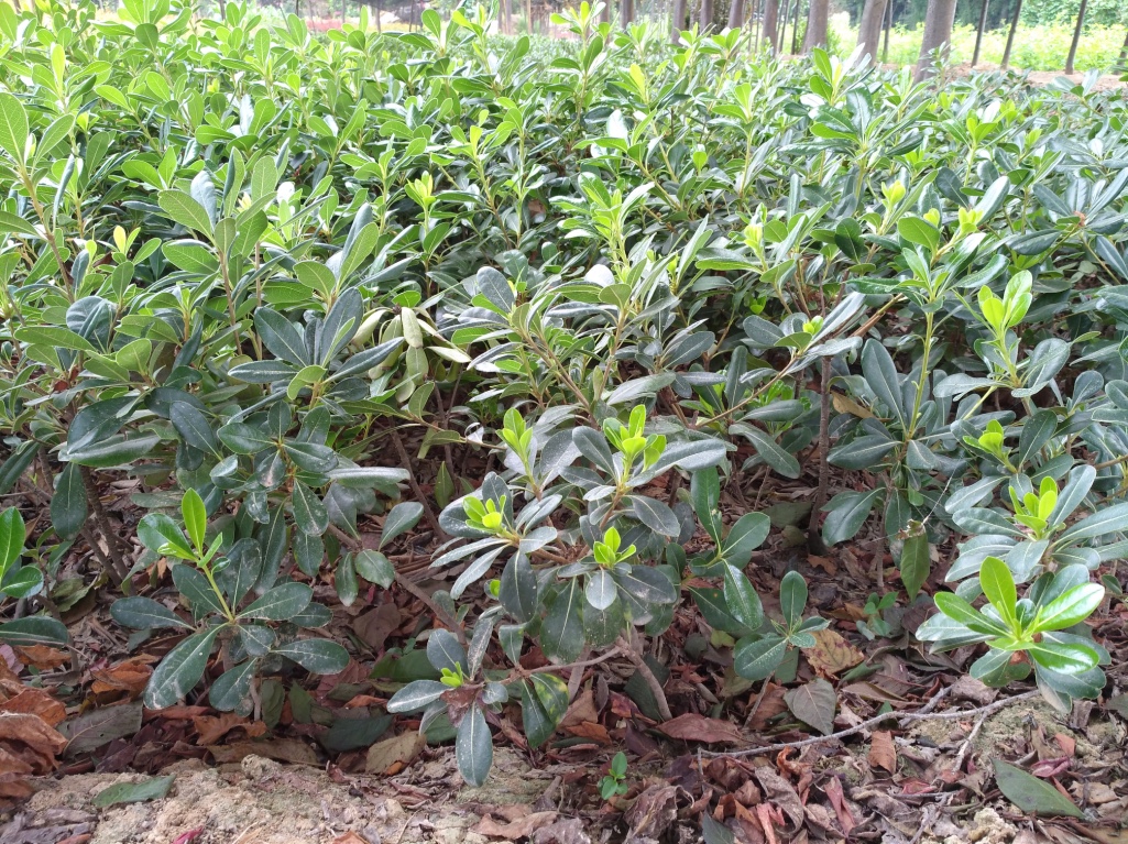 西安海桐價格－金海園藝場海桐－西安海桐批發(fā)價格