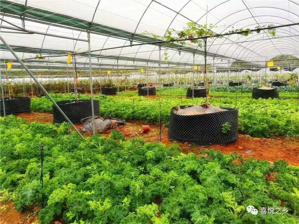 東莞石龍家樂葡萄任吃親子游野炊 東莞石龍農(nóng)家樂吃葡萄開始了