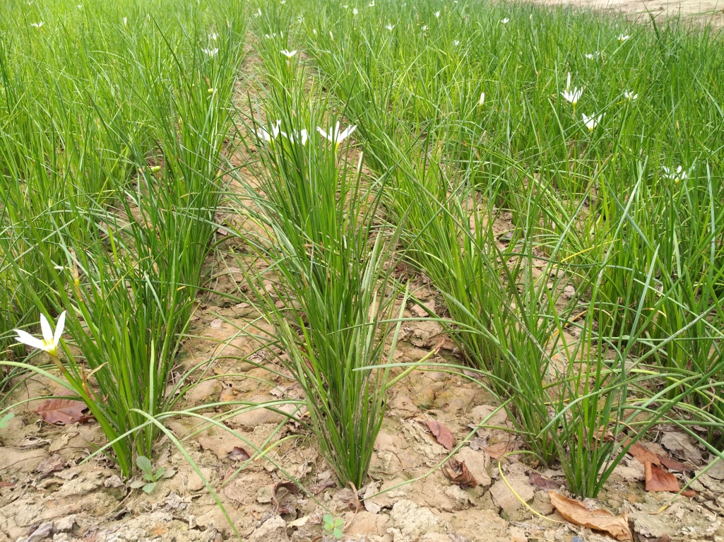 西安蔥蘭價格－金海園藝場蔥蘭－西安蔥蘭批發(fā)價格