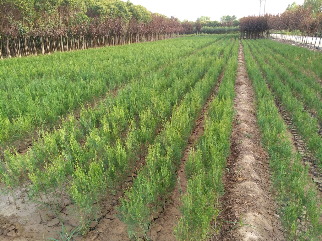 西安側(cè)柏價格－金海園藝場側(cè)柏－西安側(cè)柏批發(fā)價格