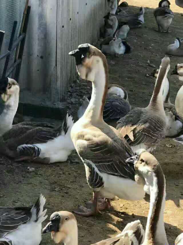 家禽 雞 鴨