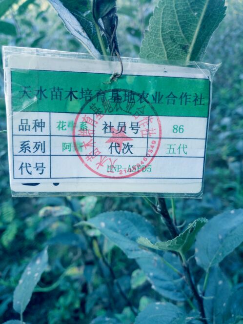 出售甘肅天水花牛蘋(píng)果樹(shù)苗?花牛蘋(píng)果樹(shù)苗價(jià)格蘋(píng)果樹(shù)苗品種