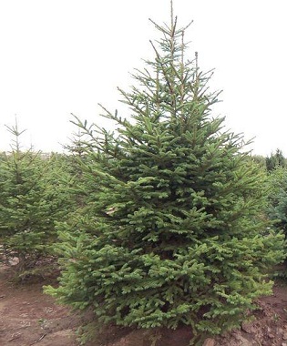 大量出售云杉、山西云杉苗木、云杉供應(yīng)商