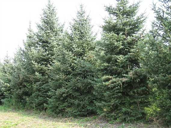 大量出售云杉、山西云杉苗木、云杉供應(yīng)商