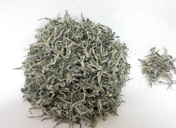 毛尖散裝茶 凌云白毫茶一芽一葉初展 毛尖散裝廠家直銷