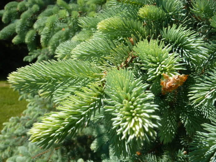 大量出售云杉、山西云杉苗木、云杉供應(yīng)商