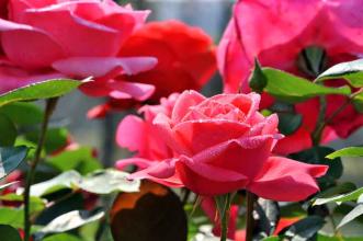 山西月季苗木、山西月季出售、山東月季批發(fā)