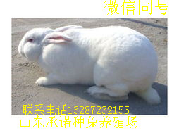 新西蘭兔市場價格 比利時兔多少錢