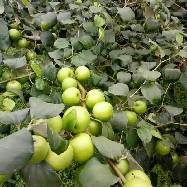 廣西金蜜棗苗報價 廣西金蜜棗苗供應(yīng) 廣西金蜜棗苗批發(fā)