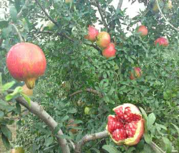 批發(fā)水果樹苗 大石榴樹苗 石榴當年苗 果園現(xiàn)挖現(xiàn)賣 好成活 石榴苗