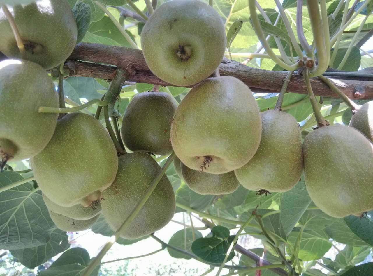 湖南廠家銷售獼胡桃    獼猴桃的營養(yǎng)價值