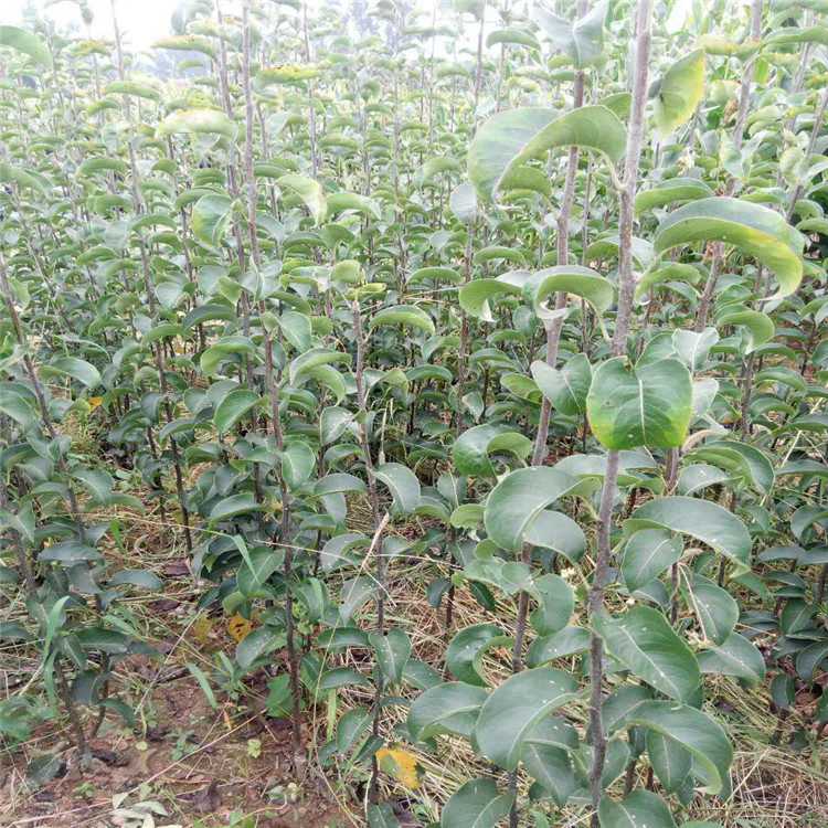 批發(fā)梨樹苗嫁接苗黃金梨樹 新品種掛果快 梨樹苗供應(yīng)商