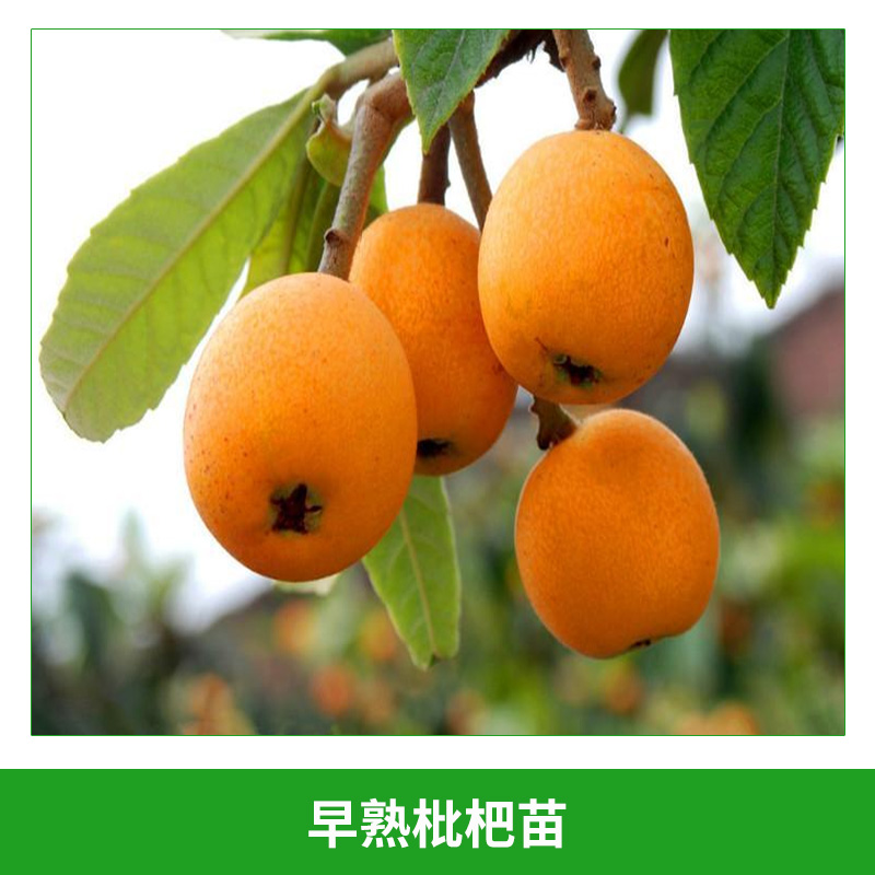早熟枇杷苗 高糖度特早熟枇杷苗 白枇杷苗 大紅袍枇杷苗 枇杷樹果樹苗 歡迎來電咨詢