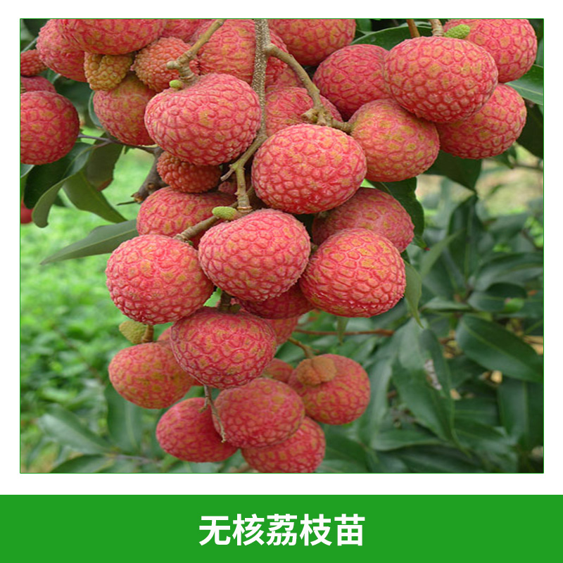 廣西無核荔枝采購網(wǎng) 廣西無核荔枝苗木 廣西無核荔枝苗木基地