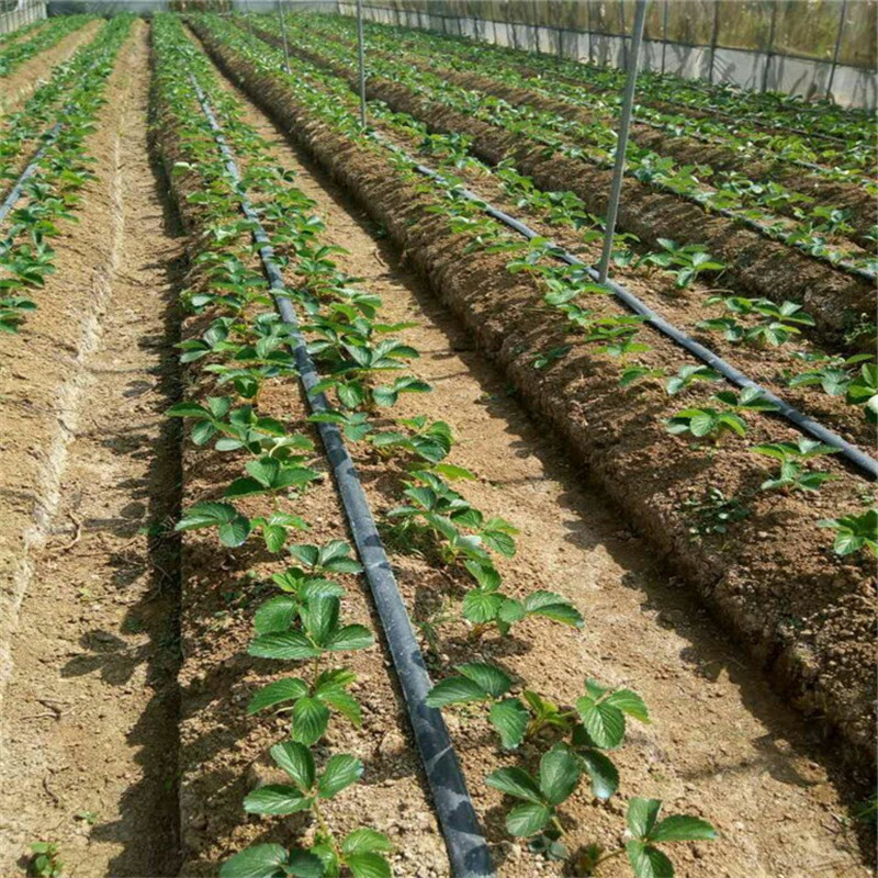 銷售盆栽賽娃草莓苗 上等奶油草莓陽臺盆載 果樹批發(fā)