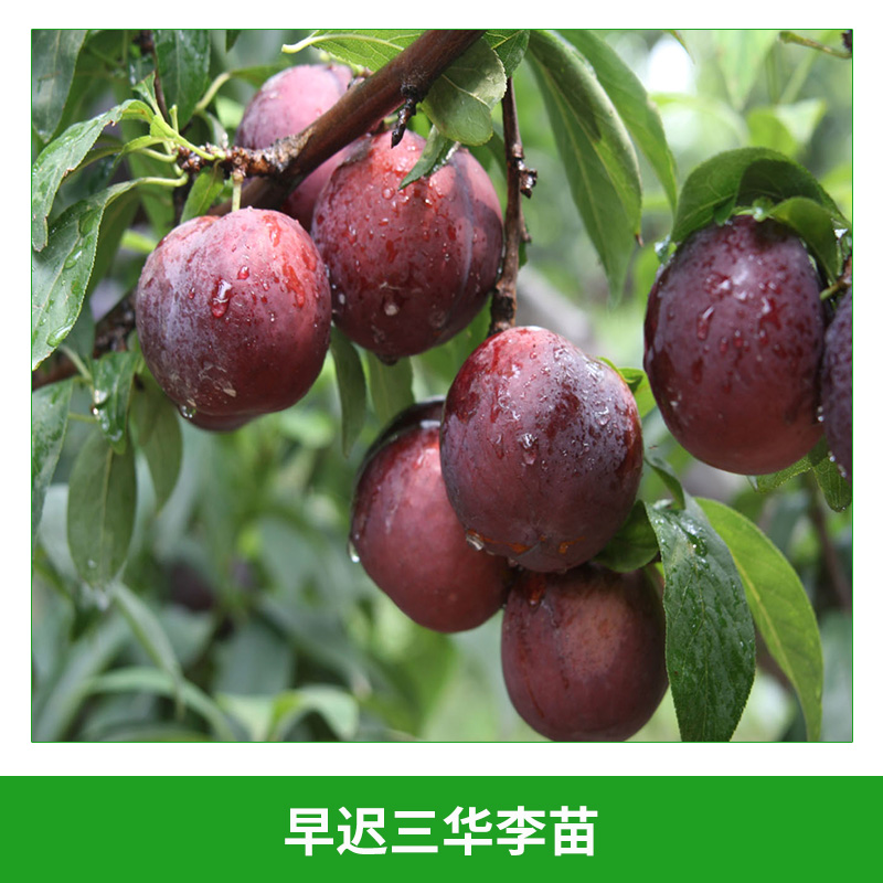 早遲三華李苗 晚熟三華李果樹苗 果樹苗 李子樹苗 三華李 適應性強 掛果早 果實營養(yǎng)價值高