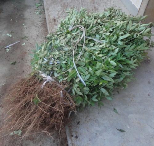 大紅袍花椒苗直銷 花椒苗木 品種純正 花椒樹苗 現(xiàn)貨 苗圃苗