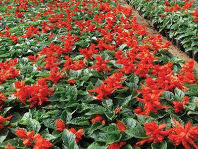 一串紅/一串紅批發(fā)/串紅價格/優(yōu)質(zhì)一串紅