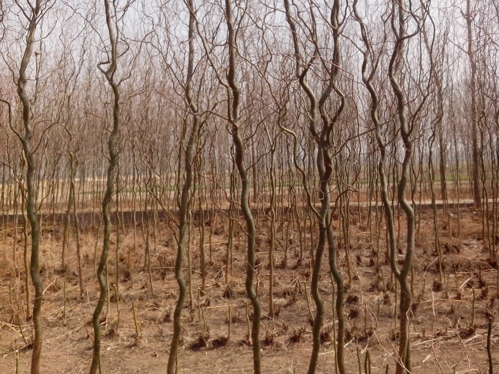 龍須桑 哪里有果桑苗賣 桑苗供應(yīng)