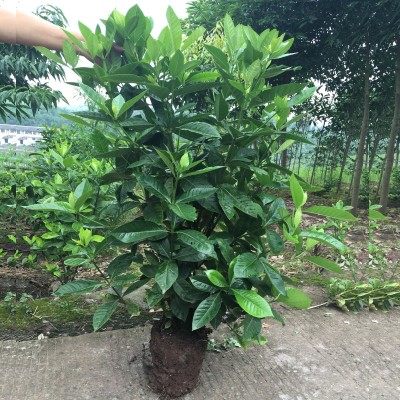 檸檬苗 水果苗基地 優(yōu)質(zhì)檸檬苗供應(yīng)商