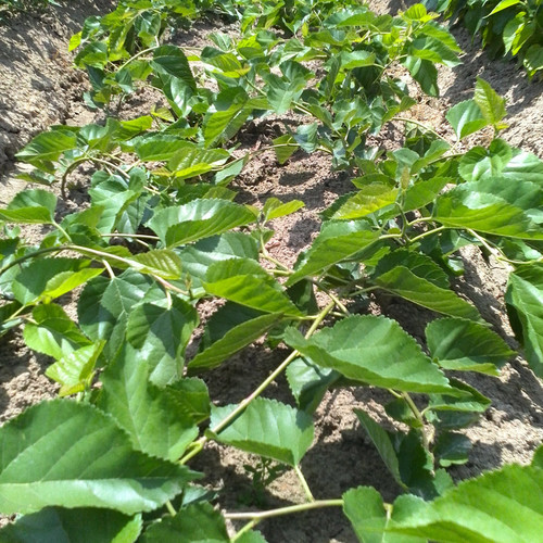 龍須桑 哪里有果桑苗賣 桑苗供應(yīng)