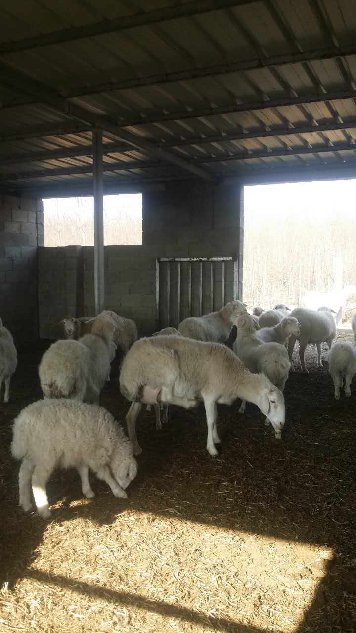 定州市綿羊養(yǎng)殖銷售   羊肉的營養(yǎng)價值