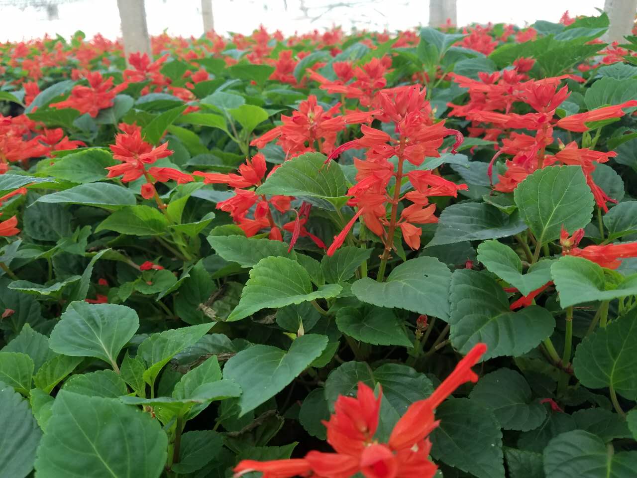 一串紅/一串紅批發(fā)/串紅價格/優(yōu)質(zhì)一串紅