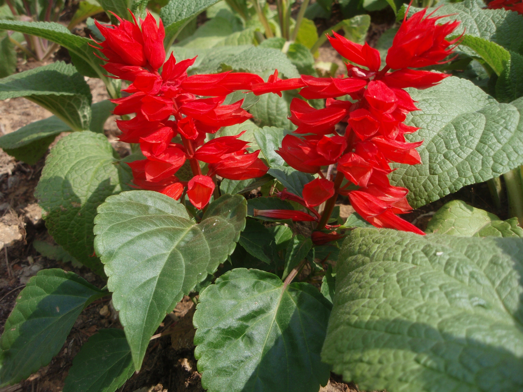 一串紅/一串紅批發(fā)/串紅價格/優(yōu)質(zhì)一串紅