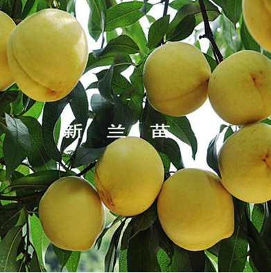 黃桃果樹苗 黃桃果樹苗批發(fā) 黃桃果樹苗廠家 黃桃果樹苗供應商