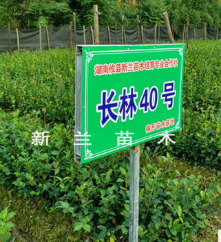 長(zhǎng)林油茶苗 長(zhǎng)林油茶苗批發(fā) 長(zhǎng)林油茶苗廠家 長(zhǎng)林油茶苗供應(yīng)商