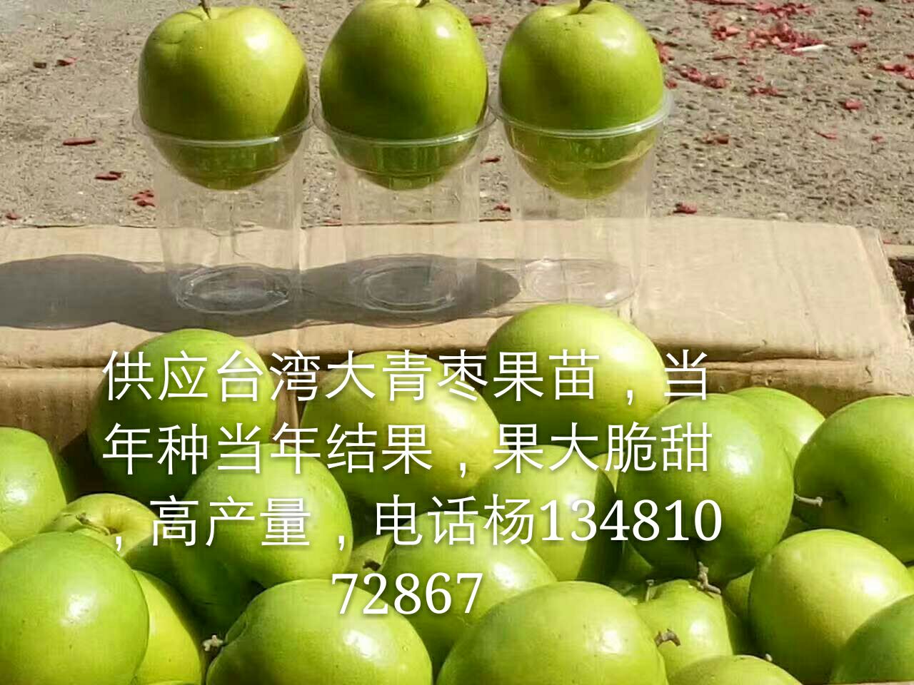 廣西春雪蜜棗種植基地 廣西春雪蜜棗 廣西春雪蜜棗報價 春雪蜜棗苗