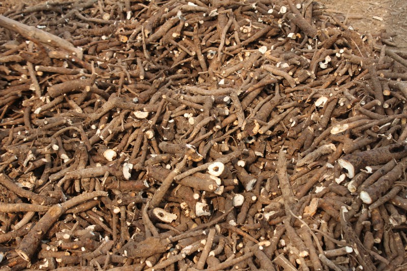 種植白芍芽子技術(shù)  回收鮮白芍  芍藥苗