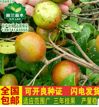 高產(chǎn)油茶苗 高產(chǎn)油茶苗供應(yīng)商 高產(chǎn)油茶苗廠家 高產(chǎn)油茶苗批發(fā)