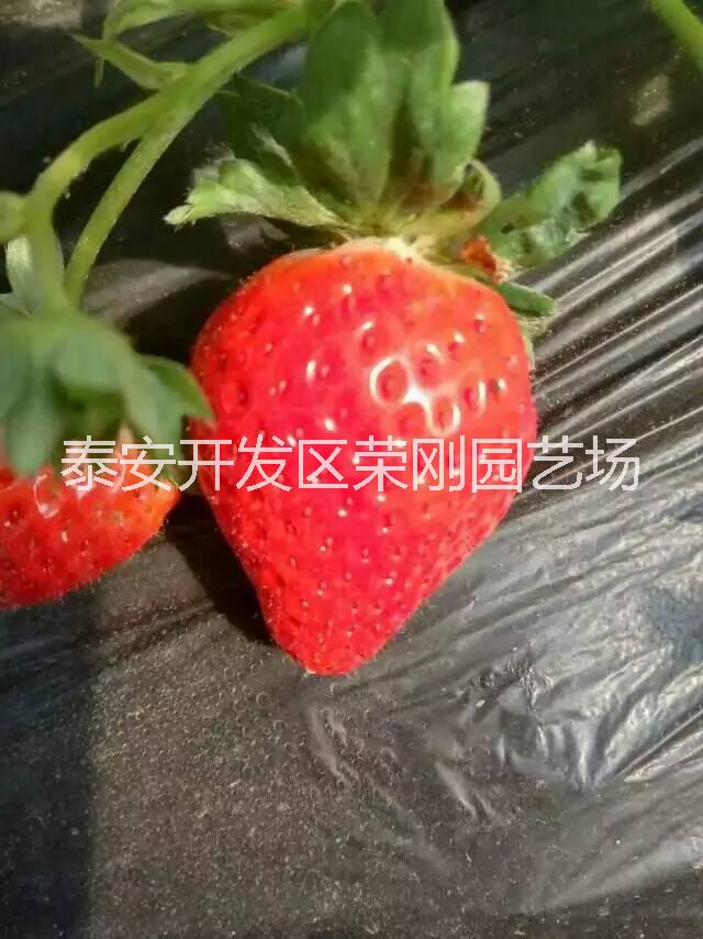 妙香七號(hào)草莓苗