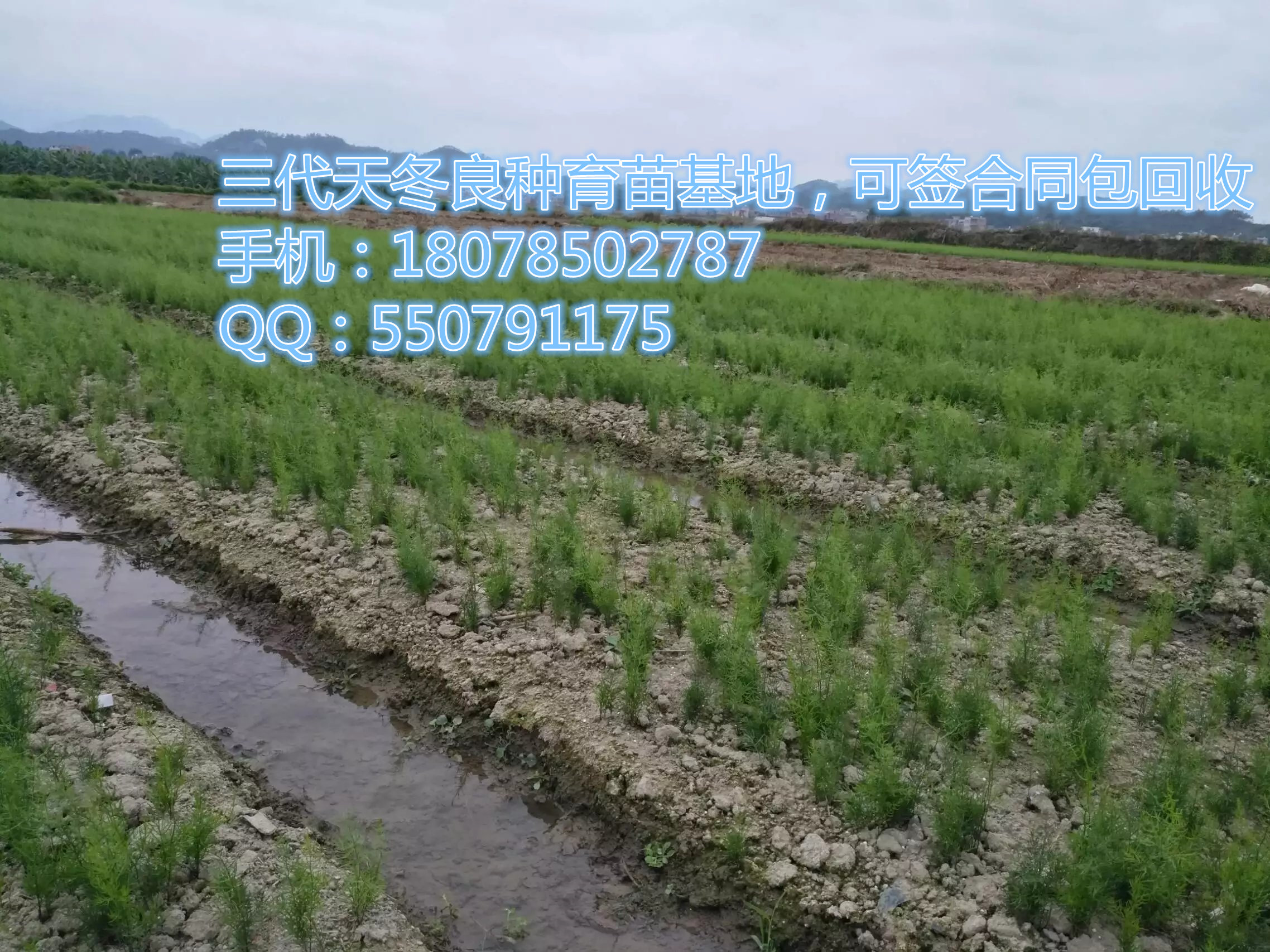 三代天冬種苗 3號(hào)天門冬種苗