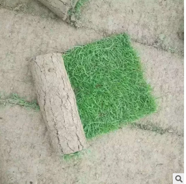 草坪