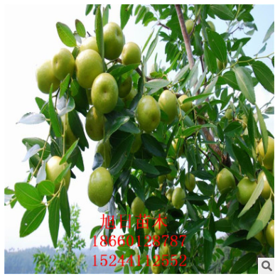出售優(yōu)質(zhì)棗樹苗 *批發(fā)棗樹苗 價格低成活率高棗樹苗