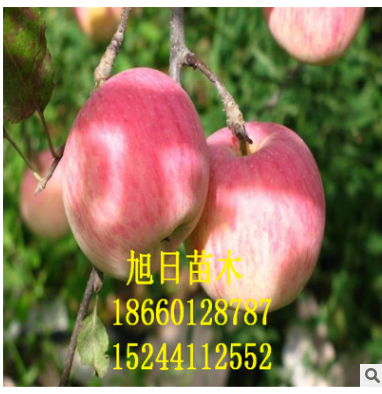 基地批發(fā)柱狀蘋(píng)果苗 矮化蘋(píng)果苗 短枝蘋(píng)果樹(shù)苗 嫁接蘋(píng)果苗
