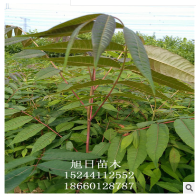 基地專營優(yōu)質(zhì)香椿苗 紅油香椿苗 品種齊全 * 可簽訂香椿苗