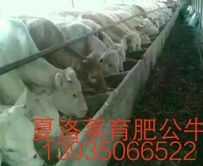 夏洛萊牛銷售 山西夏洛萊牛批發(fā) 夏洛萊牛養(yǎng)殖基地 夏洛萊牛供應(yīng)商