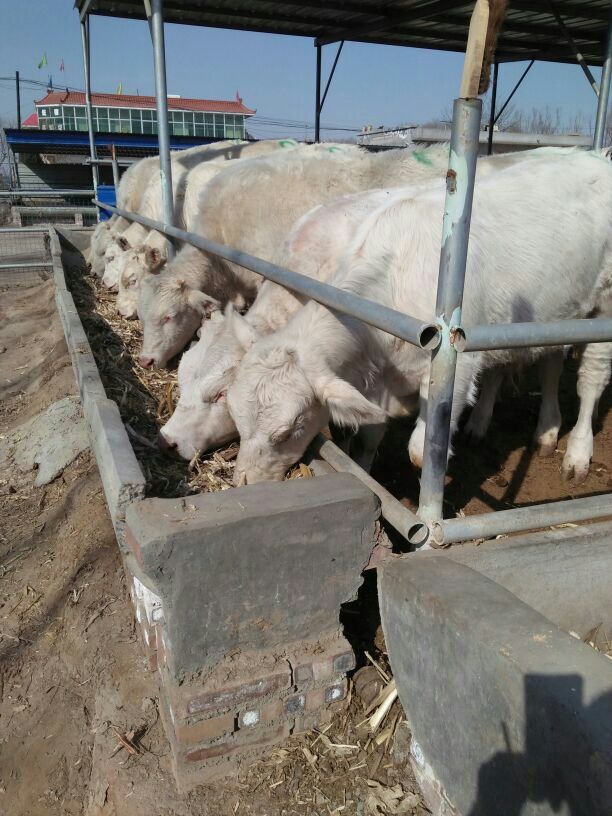 山西西門塔爾牛 西門塔爾牛銷售 西門塔爾牛養(yǎng)殖地