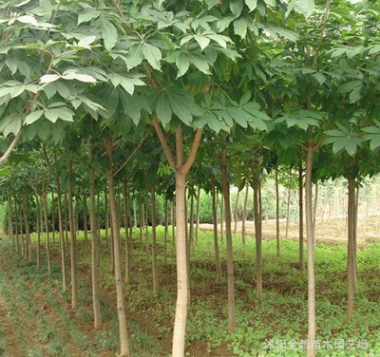 苗木基地直桿七葉樹 園林綠化七葉樹苗 風(fēng)景工程綠化苗木 規(guī)格全