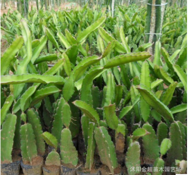 基地果樹苗直銷 火龍果樹苗 紅心火龍果苗 品種全 紅肉火龍果果樹