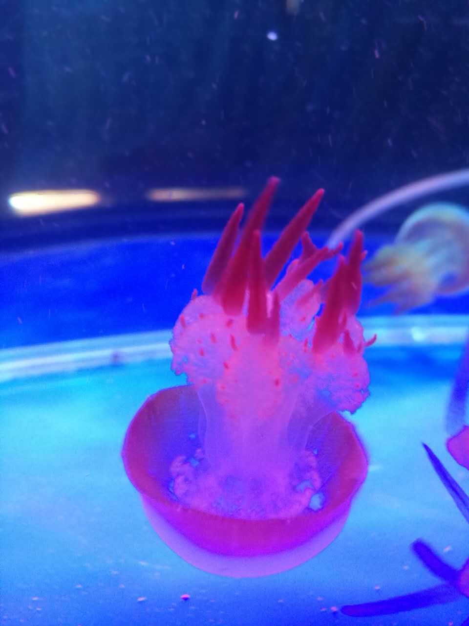 海洋生物展租賃 海洋生物批發(fā)價格公道 山東成誠海洋生物展租賃