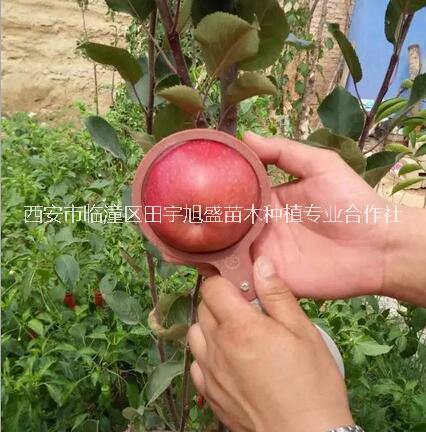 供應(yīng)紅肉蘋果樹苗西安果樹苗木種植苗圃瑞士紅肉蘋果瑞士紅*愛