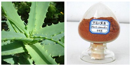 供應蘆薈  蘆薈大黃素 供應蘆薈提取物蘆薈大黃素98%