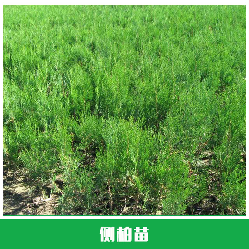 側(cè)柏苗供應(yīng)  側(cè)柏苗 側(cè)柏樹(shù)苗 優(yōu)質(zhì)側(cè)柏 扁柏 荒山造林綠化 歡迎來(lái)電訂購(gòu)
